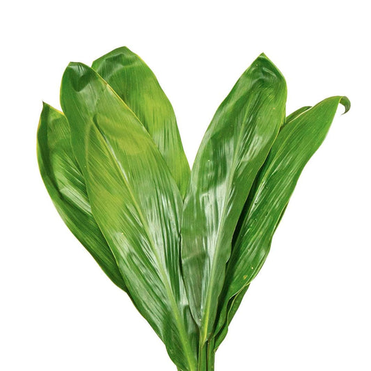 Cordyline Green Bunch Per Stem