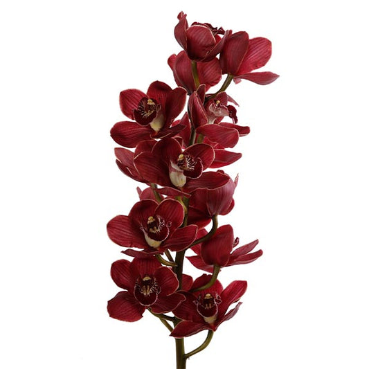 Cymbidium Red Per Stem