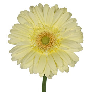 Gerbera Light Yellow Per Stem