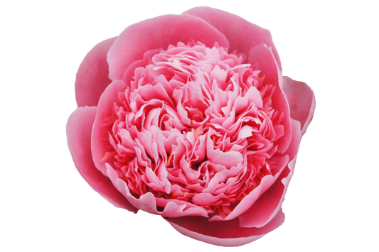 Peony Salmon Per Stem