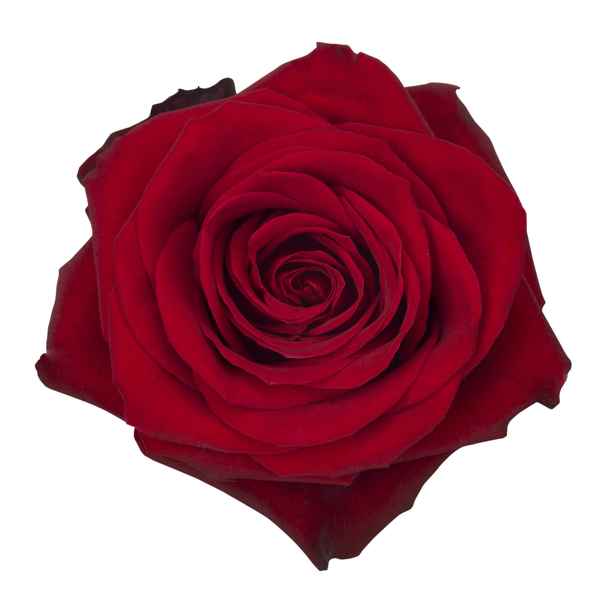 Red Roses Ecuador Rose Red - Ecuador Per Stem – Reemflora