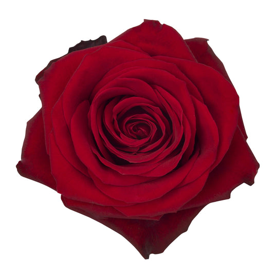 Rose Red - Ecuador Per Stem