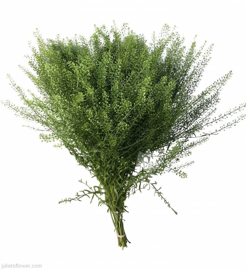 Lepidium Green Bell per stem