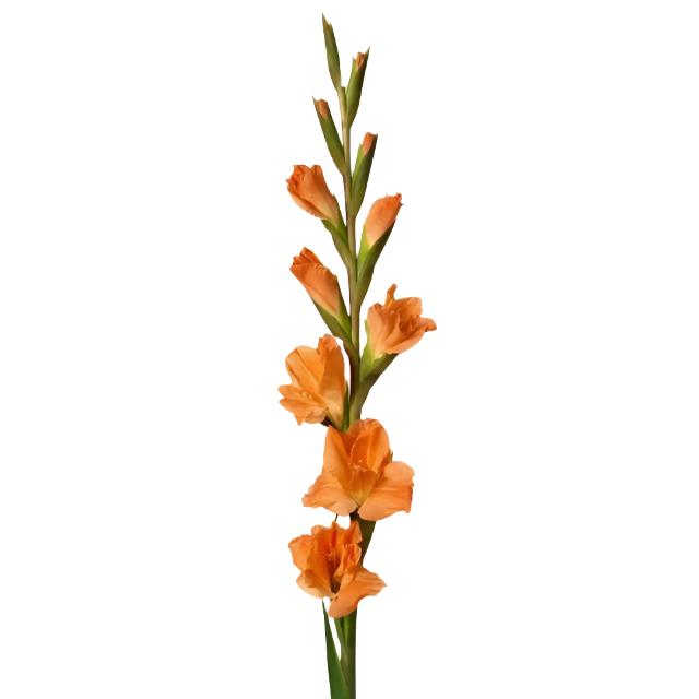 Gladiolus Orange Per Stem