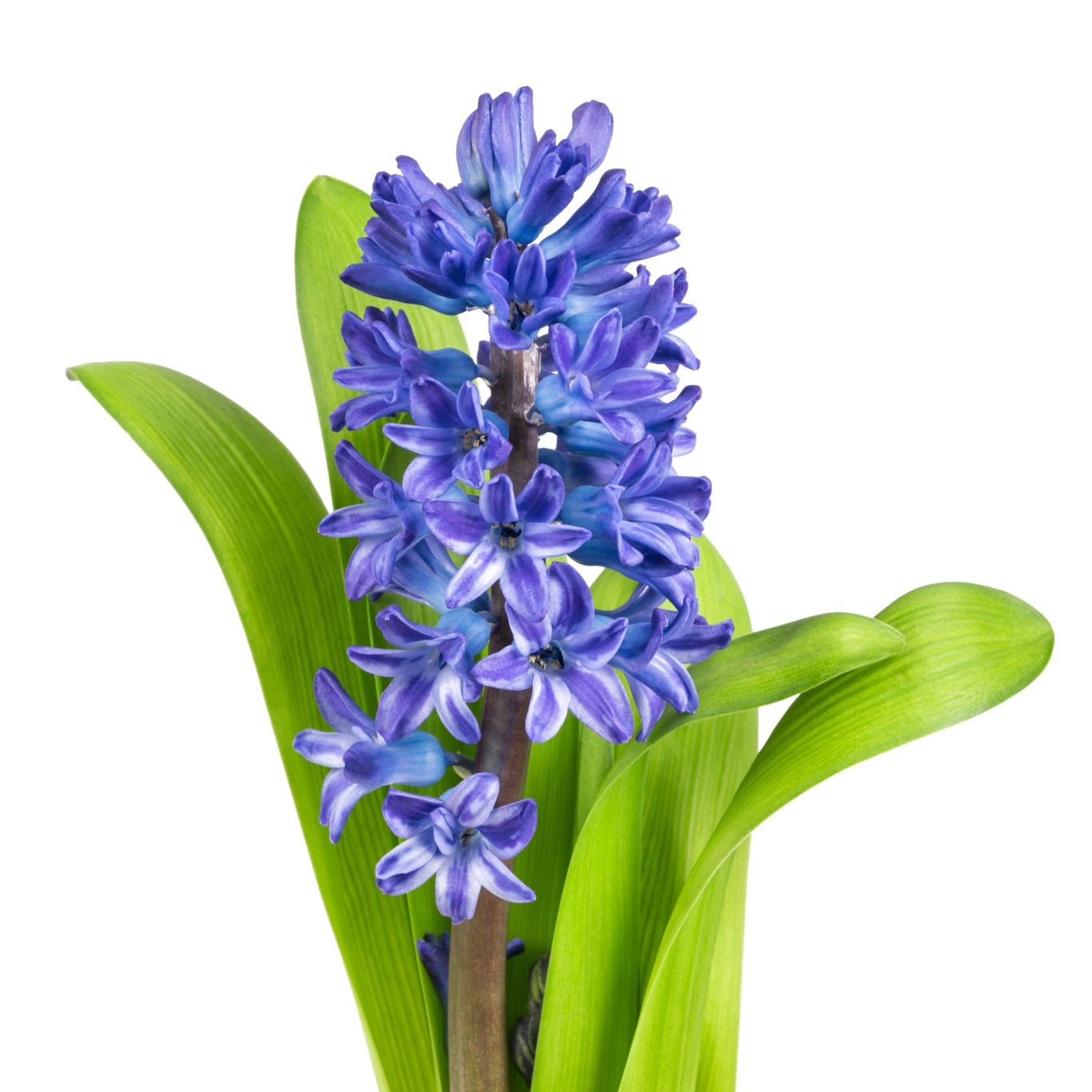Hyacinthus Blue Per Stem