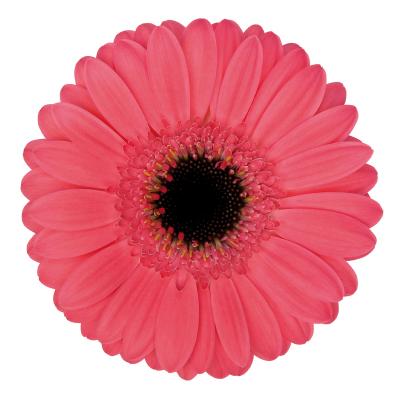 Gerbera Mini Ivy Mae Per Stem