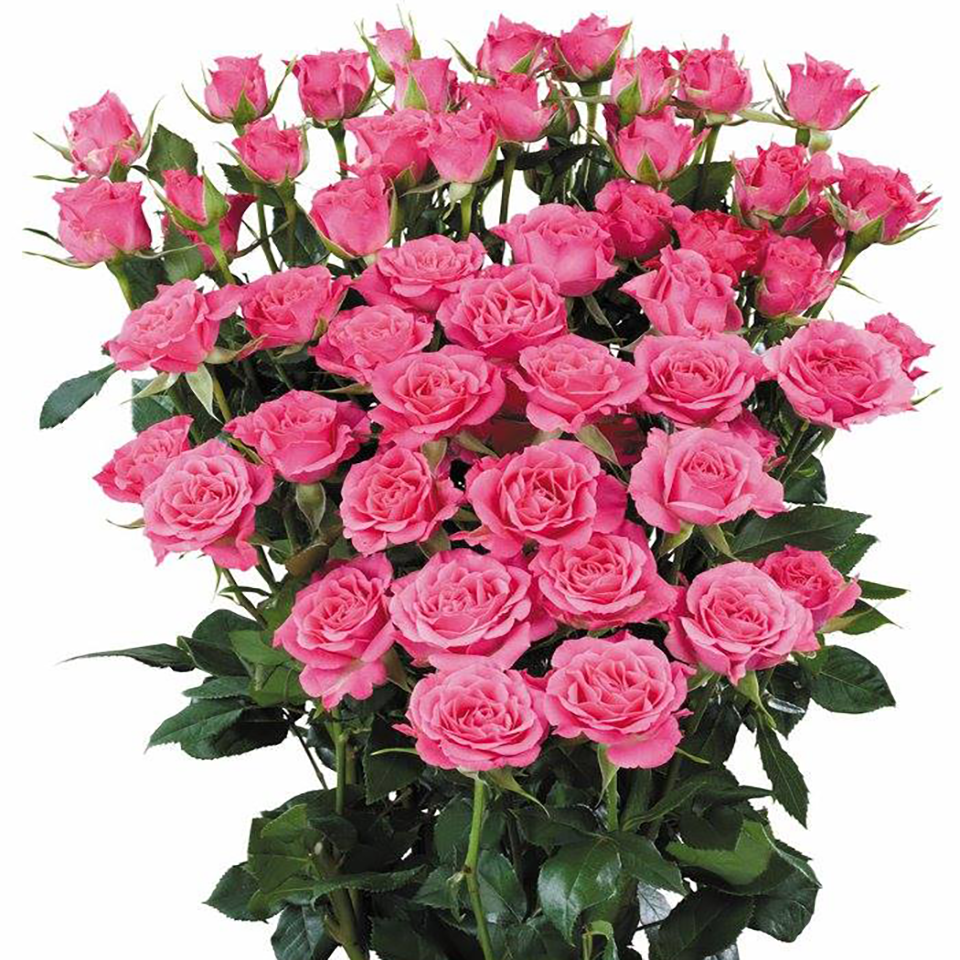 Spray Rose Dark Pink per Stem