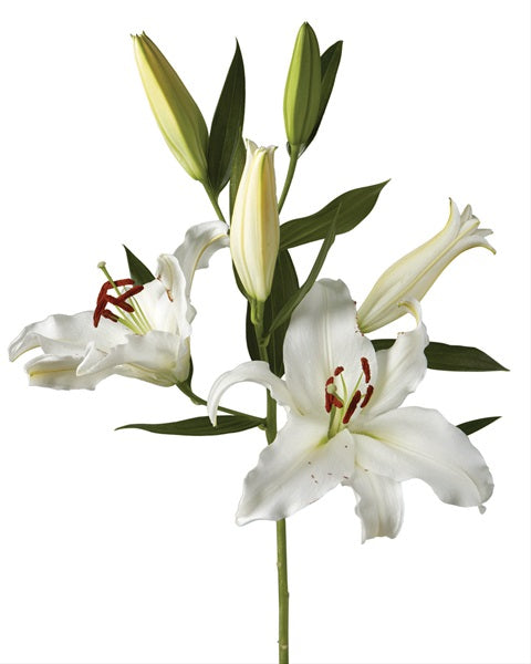 Oriental Lily Moneteneu Per Stem