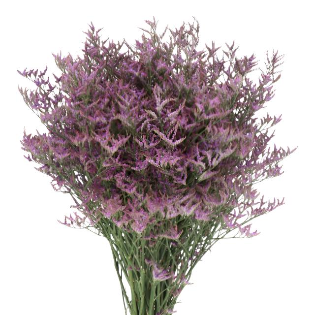 Limonium Safora Blue