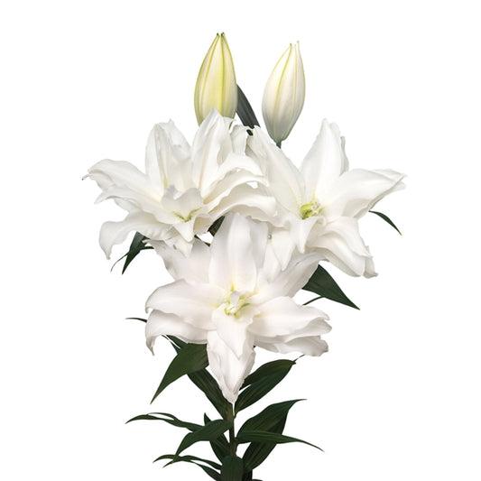 Oriental Lily