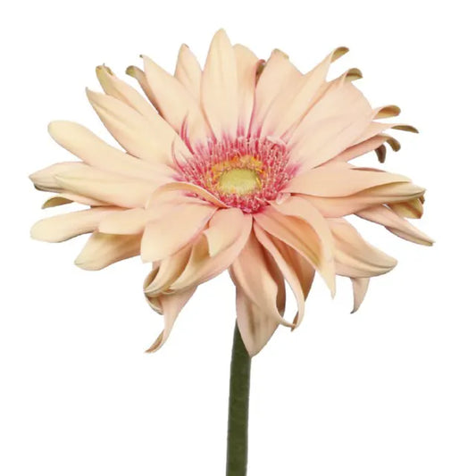 Gerbera Pasta Rosata Per Stem