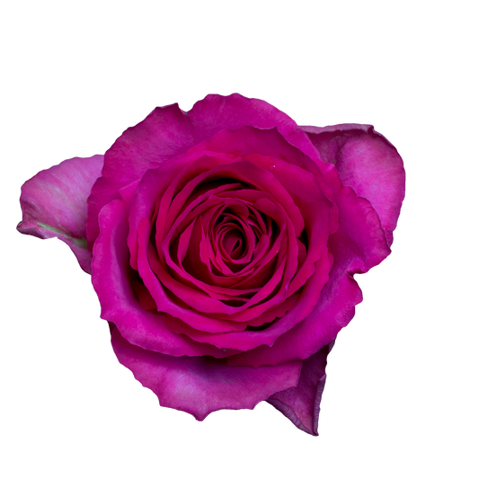 Rose Madam Cerise Per Stem