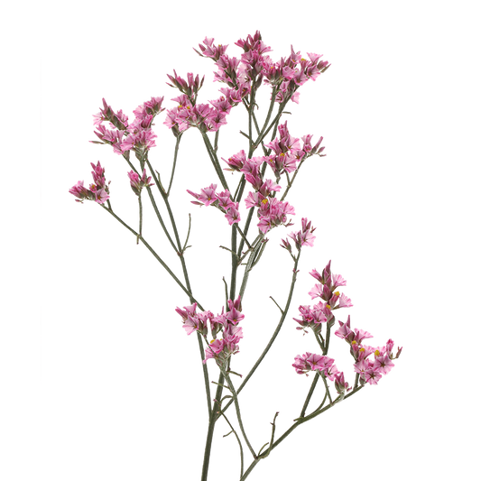 Limonium Sinense Anouchka Diamond