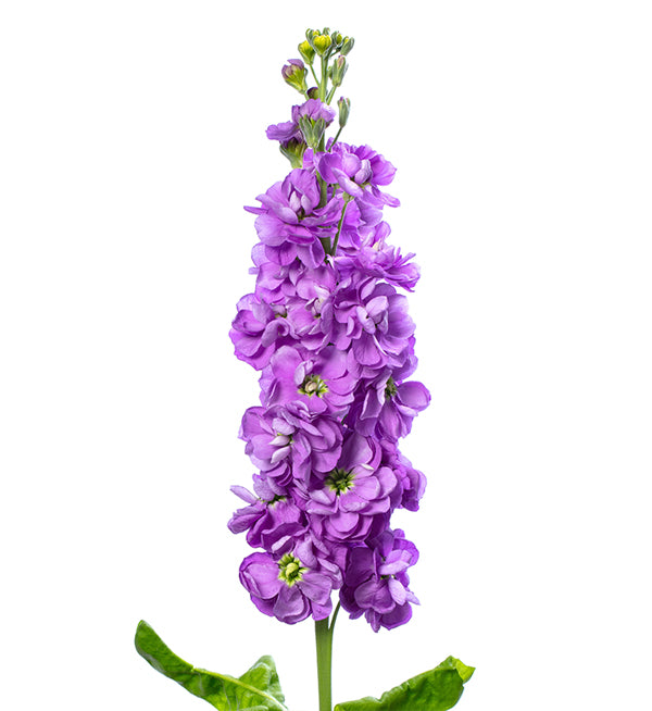 Carnation Randal All Products – Page 3 – Reemflora