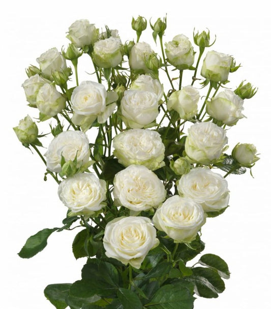 Spray Rose Scented Bubble Per Stem