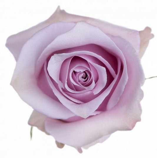 Rose Light Purple Per Stem