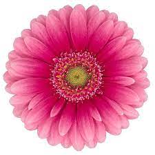 Gerbera Mini Nikkie Per Stem