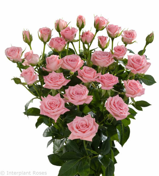 Spray Rose Odilia Per Stem