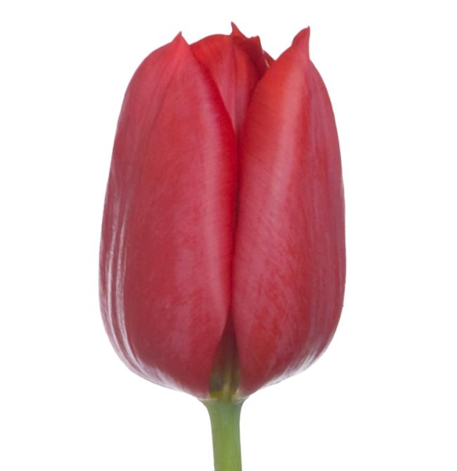 Tulip Red