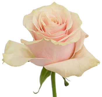 Rose Pink Mondial Per Stem