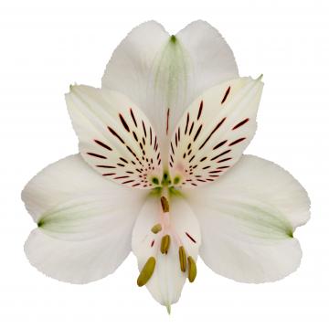 Alstromeria Villamassa Per Stem