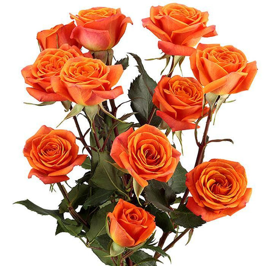 Spray Rose Orange Per Stem