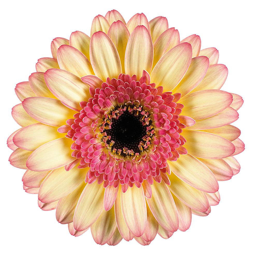 Gerbera Mini Prosecco Per Stem