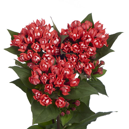 Bouvardia Single Red Per Stem