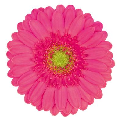 Gerbera Mini Scoop Per Stem