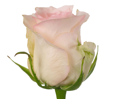 Rose Senorita Per Stem