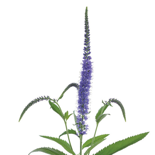 Veronica Skyler Blue Per Stem