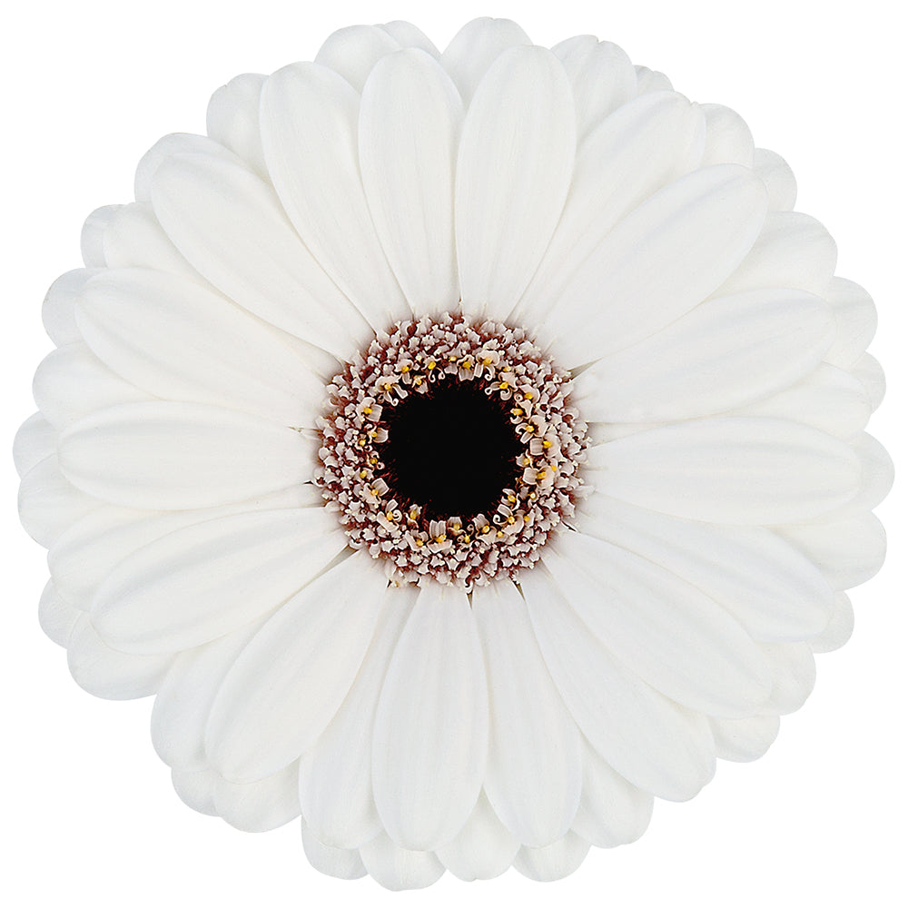 Gerbera Mini Snoopy