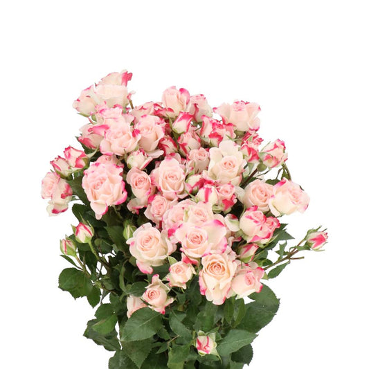 Spray Rose Scented Lane Bicolor Per Stem