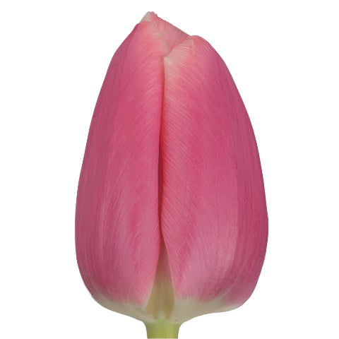 Tulip Single Milkshake Per Stem