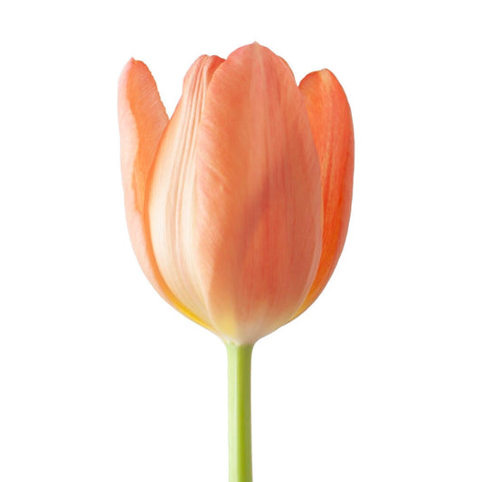 Tulip Orange