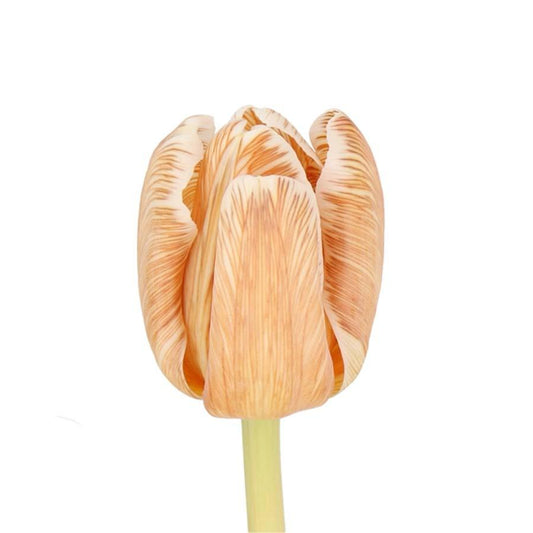 Tulip Painted Soft Brownie/ Caramel Per Stem