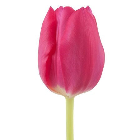 Tulip Ardour Per Stem