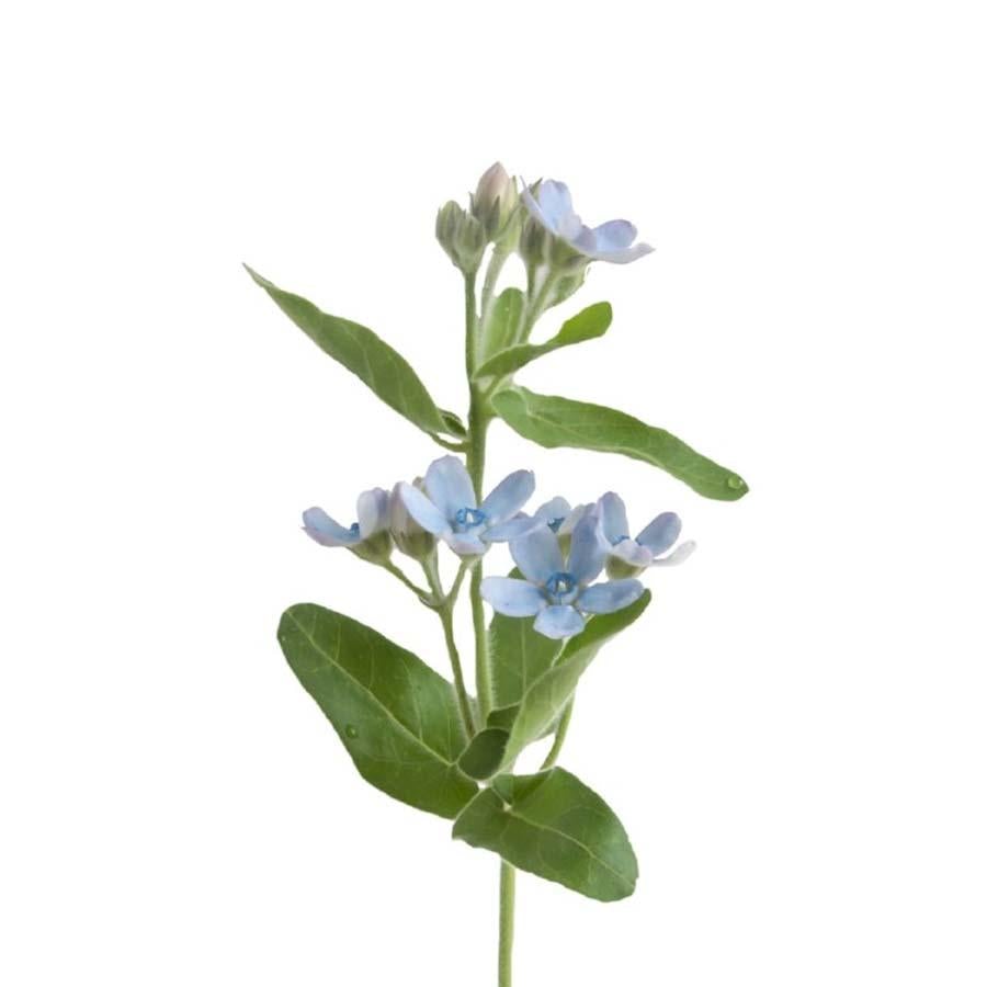 Tweedia Oxypetalum Blue Per Stem