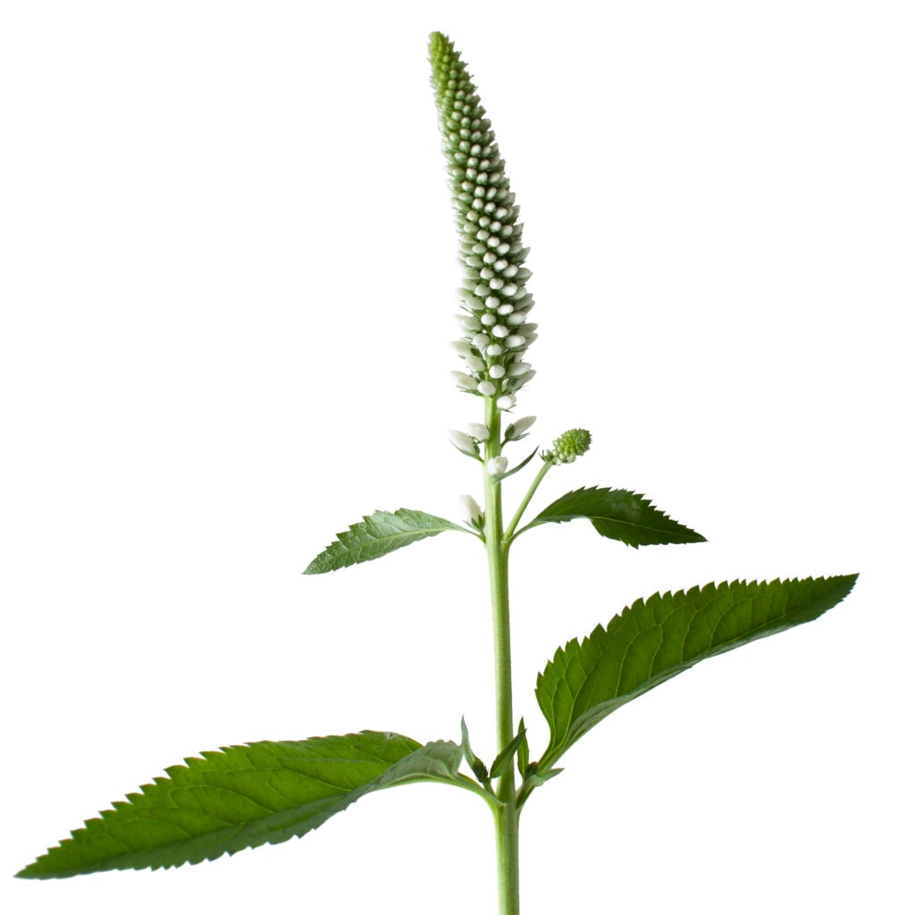 Veronica White Per Stem