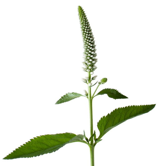 Veronica White Per Stem