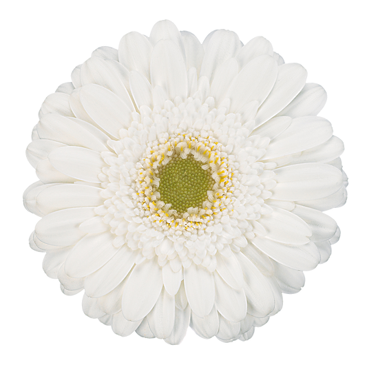 Gerbera White