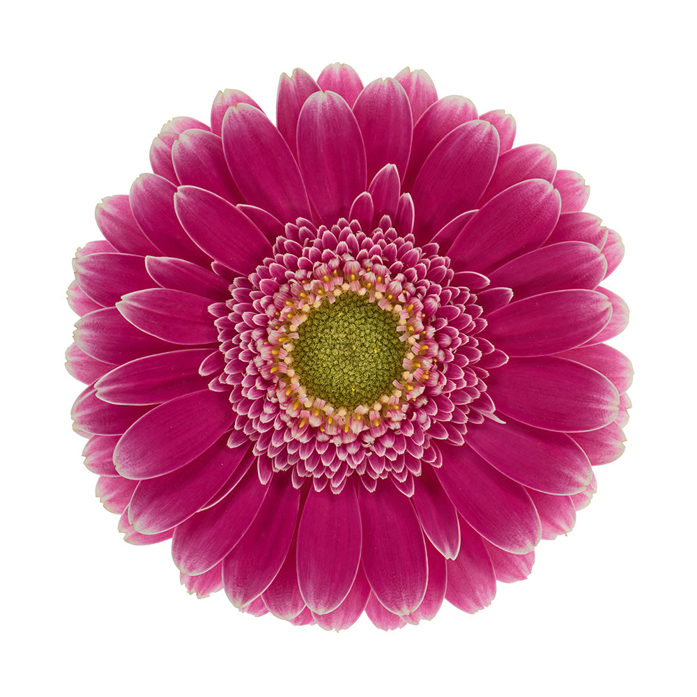 Gerbera Mini Wonderwell Per Stem
