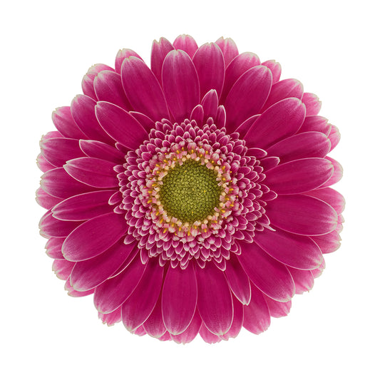 Gerbera Mini Wonderwell Per Stem
