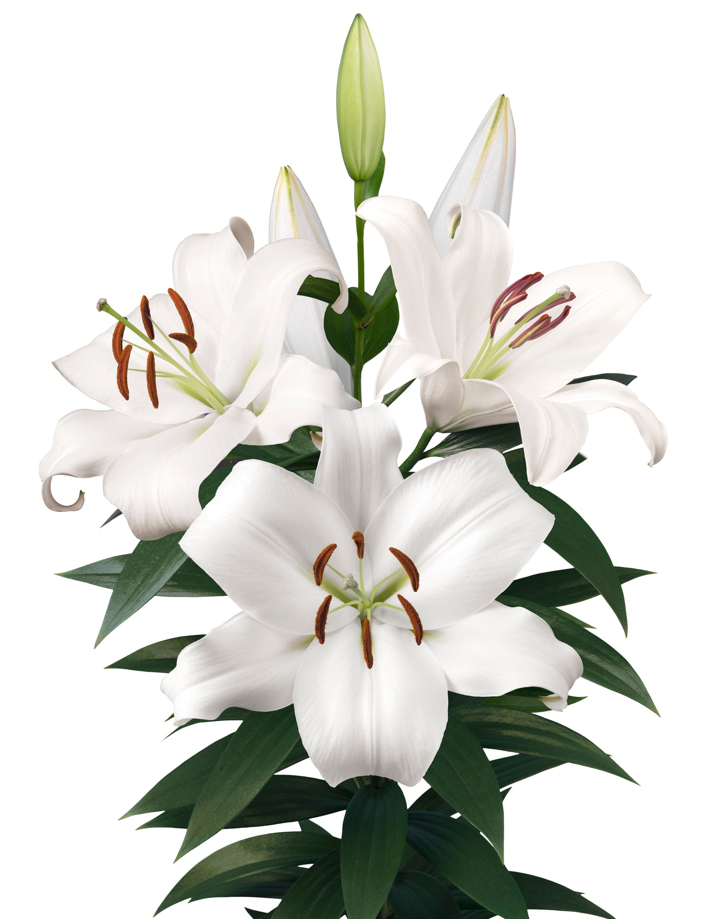 Lily Oriental Zambesi White