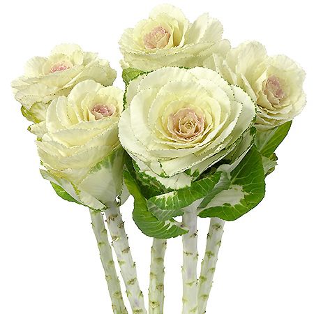 Brassica White Crane Per Stem