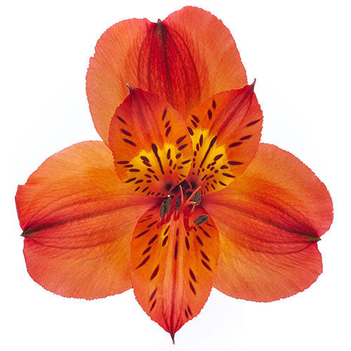 Alstromeria Orange Per Stem