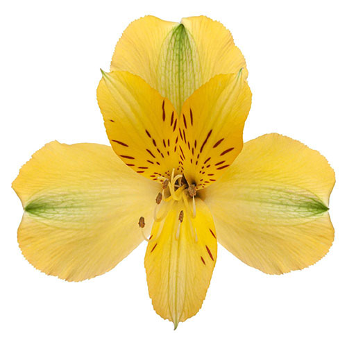 Alstromeria Yellow Per Stem