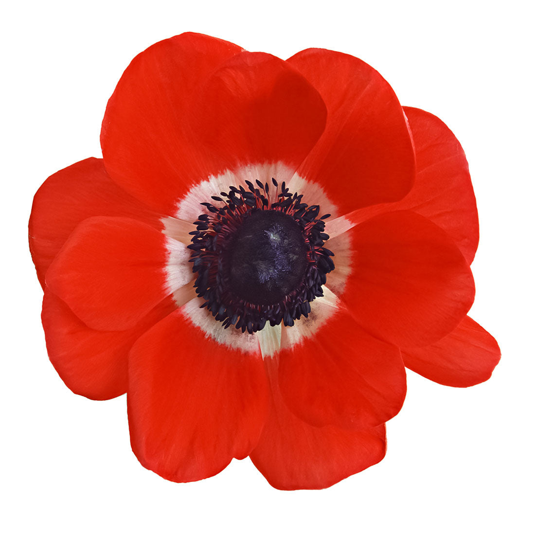 Anemone Red Per Stem