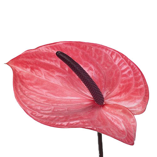 Anthurium Candy Per Stem