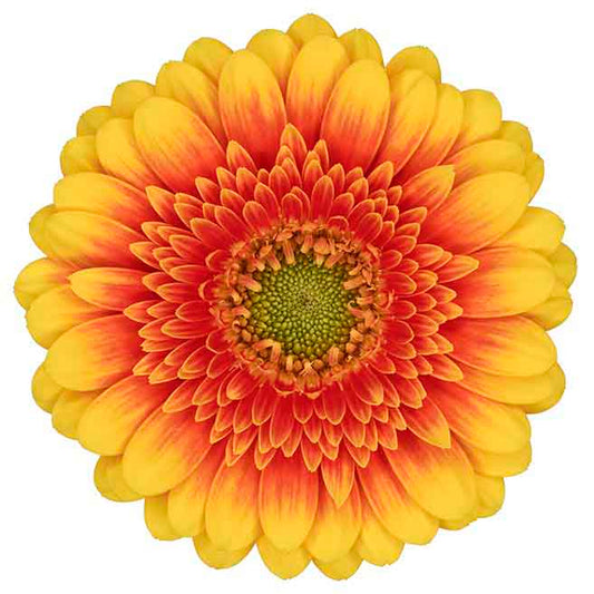 Gerbera Mini Ariba Per Stem